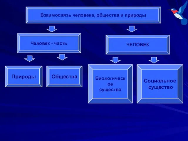 Взаимосвязь человека, общества и природы Человек - часть ЧЕЛОВЕК Природы Общества Биологическое существо Социальное существо