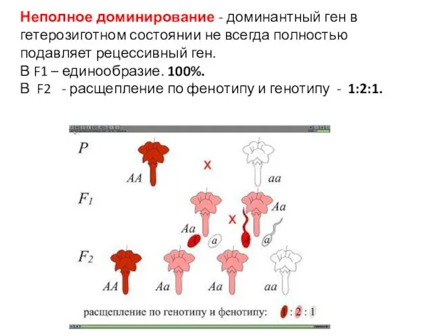 Неполное доминирование - доминантный ген в гетерозиготном состоянии не всегда полностью подавляет