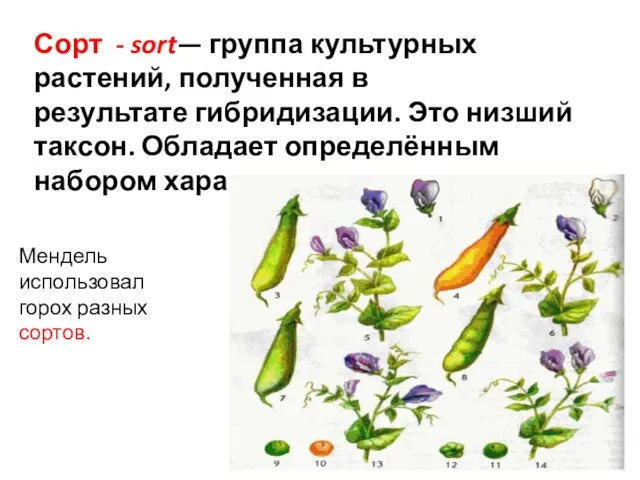 Сорт - sort— группа культурных растений, полученная в результате гибридизации. Это низший