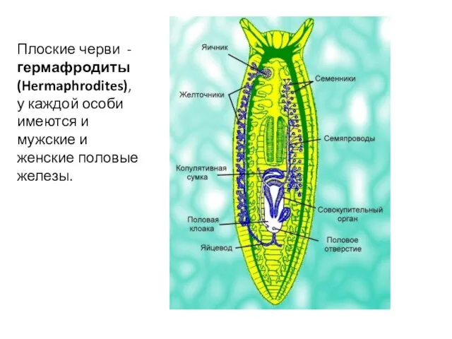 Плоские черви - гермафродиты (Hermaphrodites), у каждой особи имеются и мужские и женские половые железы.