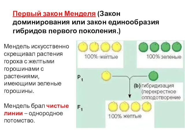 Первый закон Менделя (Закон доминирования или закон единообразия гибридов первого поколения.) Мендель