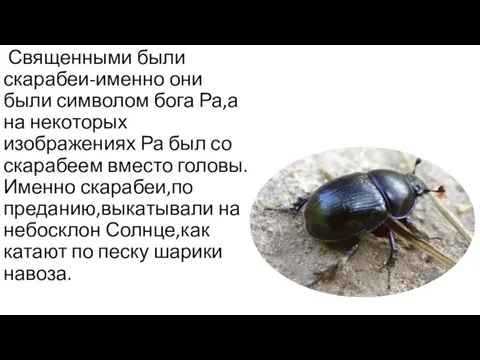 Священными были скарабеи-именно они были символом бога Ра,а на некоторых изображениях Ра