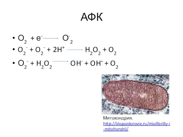 АФК О2 + е- О-2 O2- + O2- + 2H+ H2O2 +