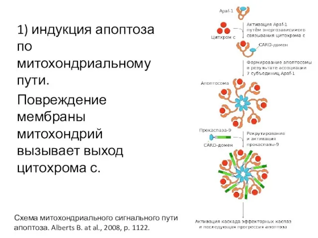 1) индукция апоптоза по митохондриальному пути. Повреждение мембраны митохондрий вызывает выход цитохрома