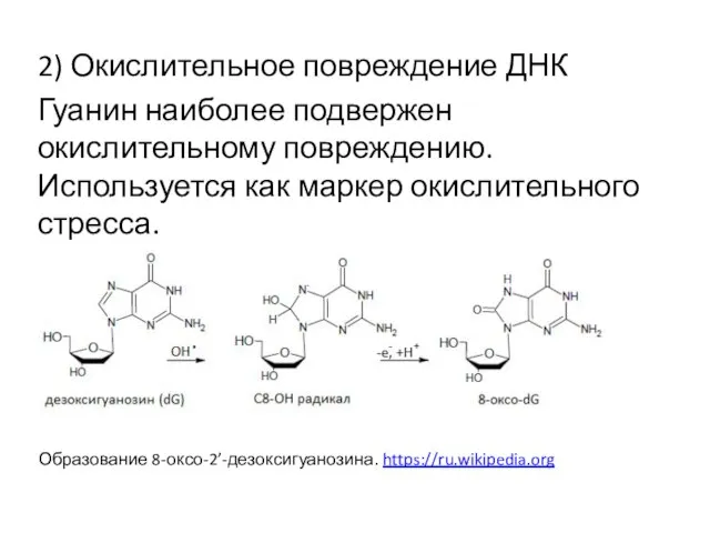 2) Окислительное повреждение ДНК Гуанин наиболее подвержен окислительному повреждению. Используется как маркер