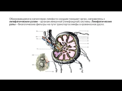 Образовавшаяся в капиллярах лимфа по сосудам покидает орган, направляясь к лимфатическим узлам