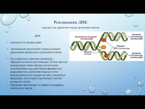 Репликация ДНК -процесс ее удвоения перед делением клетки ДНК находится в хромосомах