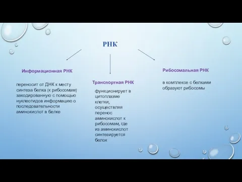 РНК Рибосомальная РНК Транспортная РНК Информационная РНК переносит от ДНК к месту