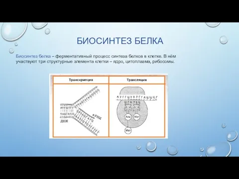 БИОСИНТЕЗ БЕЛКА Биосинтез белка – ферментативный процесс синтеза белков в клетке. В