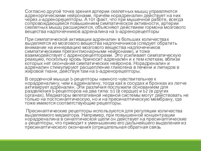 Согласно другой точке зрения артерии скелетных мышц управляются адренэргическими нейронами, причём норадреналин