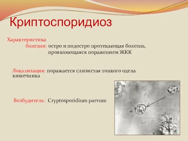 Криптоспоридиоз Характеристика болезни: остро и подостро протекающая болезнь, проявляющаяся поражением ЖКК Локализация: