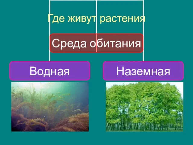 Где живут растения