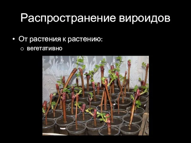 Распространение вироидов От растения к растению: вегетативно