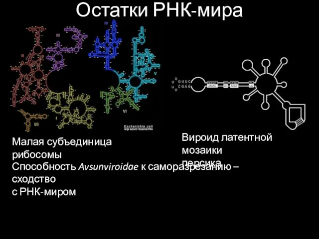 Остатки РНК-мира Малая субъединица рибосомы Способность Avsunviroidae к саморазрезанию – сходство с РНК-миром