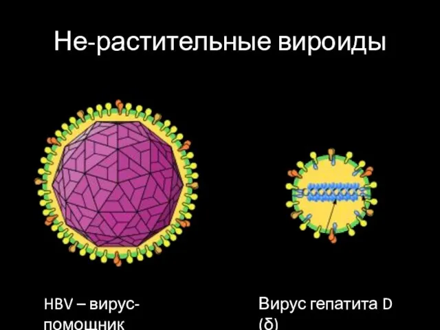 Не-растительные вироиды HBV – вирус-помощник Вирус гепатита D (δ)