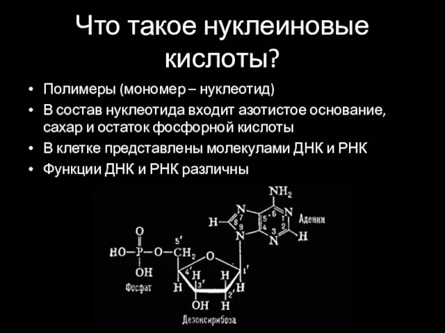 Что такое нуклеиновые кислоты? Полимеры (мономер – нуклеотид) В состав нуклеотида входит