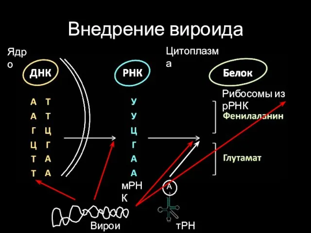 Внедрение вироида Ядро Цитоплазма Рибосомы из рРНК тРНК мРНК Вироид