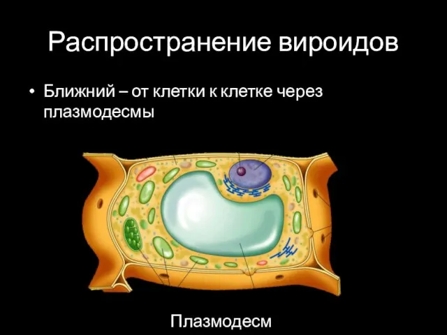 Распространение вироидов Ближний – от клетки к клетке через плазмодесмы Плазмодесмы