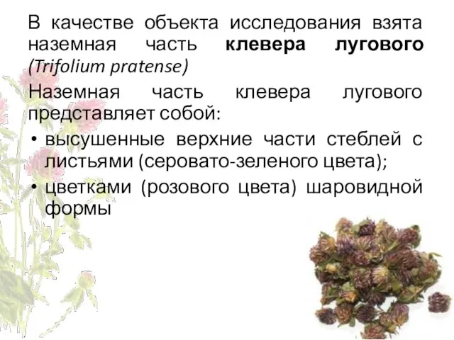 В качестве объекта исследования взята наземная часть клевера лугового (Trifolium pratense) Наземная