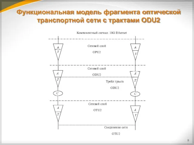 Функциональная модель фрагмента оптической транспортной сети с трактами ODU2