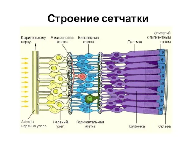 Строение сетчатки