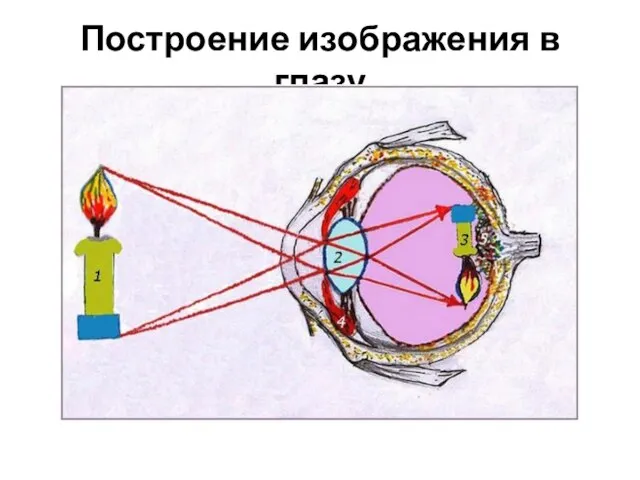 Построение изображения в глазу