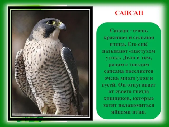 Сапсан - очень красивая и сильная птица. Его ещё называют «пастухом уток».