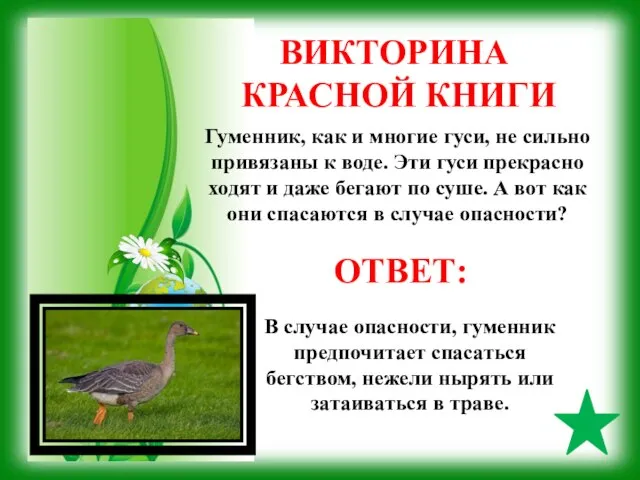 ВИКТОРИНА КРАСНОЙ КНИГИ ОТВЕТ: Гуменник, как и многие гуси, не сильно привязаны