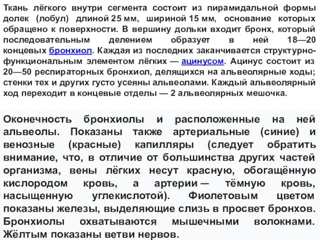 Ткань лёгкого внутри сегмента состоит из пирамидальной формы долек (лобул) длиной 25