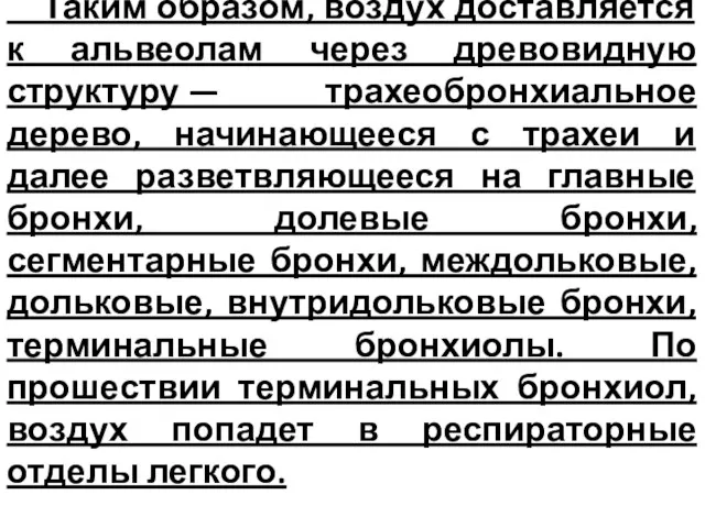 Таким образом, воздух доставляется к альвеолам через древовидную структуру — трахеобронхиальное дерево,