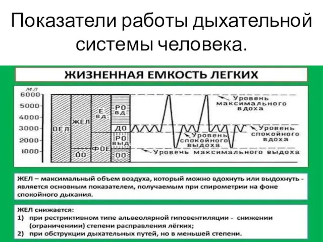 Показатели работы дыхательной системы человека.