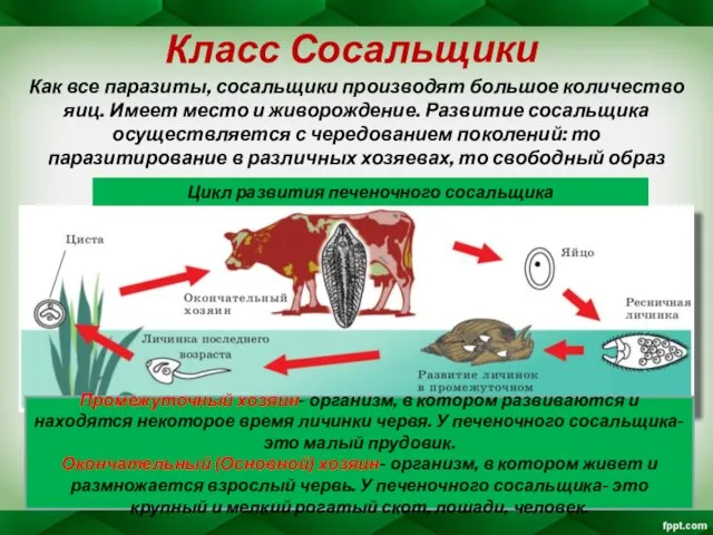 Класс Сосальщики Как все паразиты, сосальщики производят большое количество яиц. Имеет место