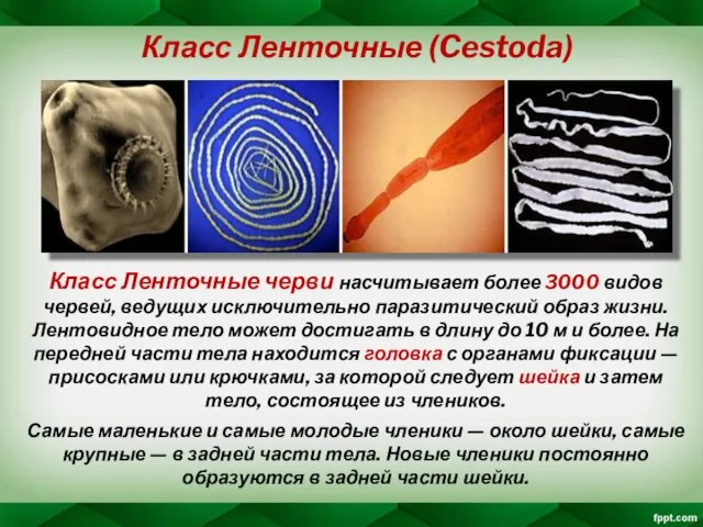 Класс Ленточные (Cestoda) Класс Ленточные черви насчитывает более 3000 видов червей, ведущих