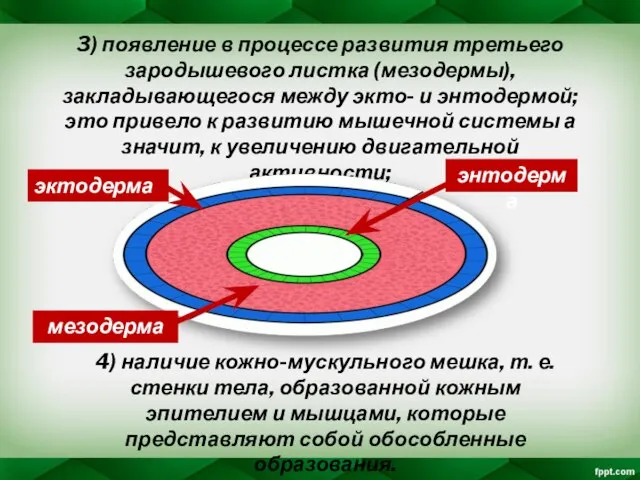 3) появление в процессе развития третьего зародышевого листка (мезодермы), закладывающегося между экто-