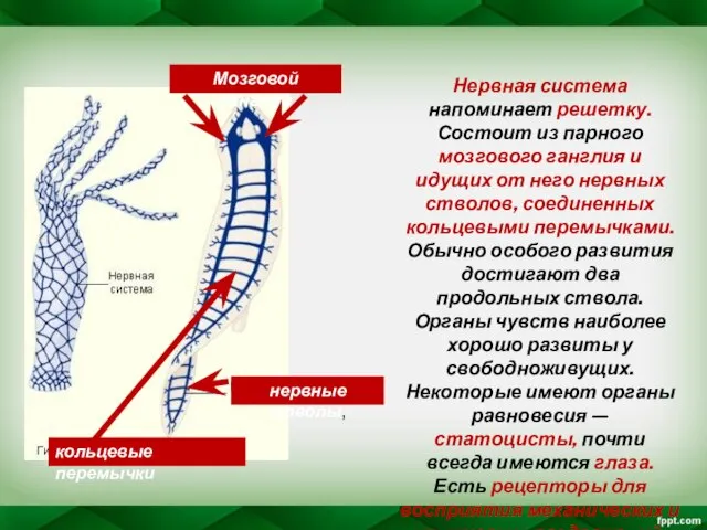 Нервная система напоминает решетку. Состоит из парного мозгового ганглия и идущих от