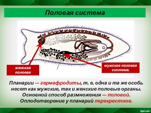 Планарии — гермафродиты, т. е. одна и та же особь несет как