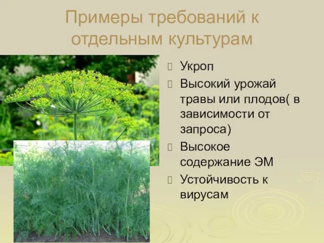 Примеры требований к отдельным культурам Укроп Высокий урожай травы или плодов( в