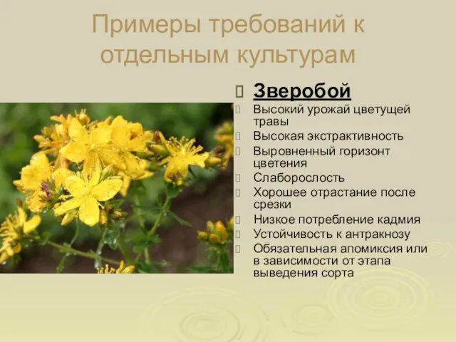 Примеры требований к отдельным культурам Зверобой Высокий урожай цветущей травы Высокая экстрактивность