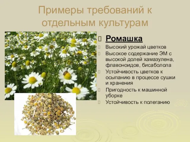 Примеры требований к отдельным культурам Ромашка Высокий урожай цветков Высокое содержание ЭМ