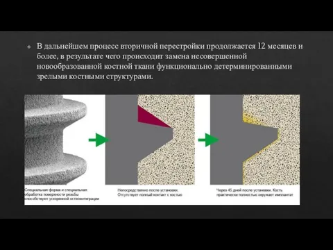 В дальнейшем процесс вторичной перестройки продолжается 12 месяцев и более, в результате