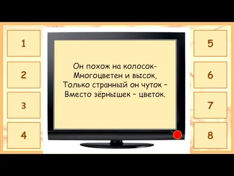 ГЛАДИОЛУС Он похож на колосок- Многоцветен и высок, Только странный он чуток