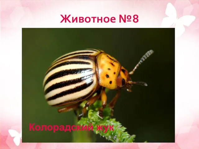 Животное №8 Колорадский жук