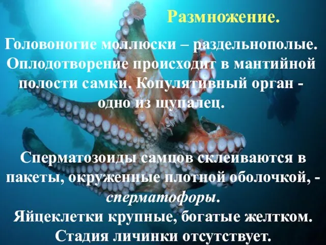 Сперматозоиды самцов склеиваются в пакеты, окруженные плотной оболочкой, - сперматофоры. Яйцеклетки крупные,