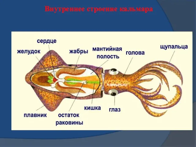 Внутреннее строение кальмара