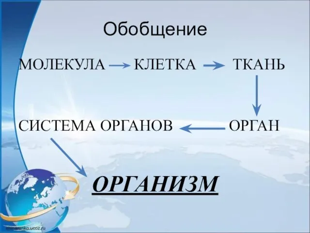 Обобщение МОЛЕКУЛА КЛЕТКА ТКАНЬ СИСТЕМА ОРГАНОВ ОРГАН ОРГАНИЗМ