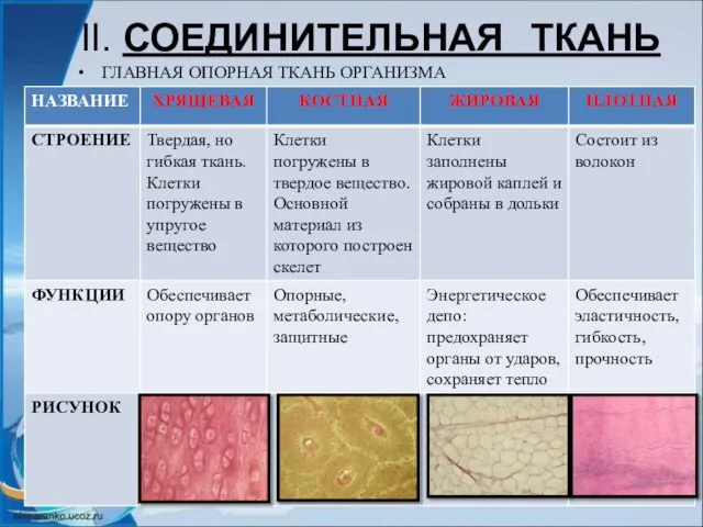 II. СОЕДИНИТЕЛЬНАЯ ТКАНЬ ГЛАВНАЯ ОПОРНАЯ ТКАНЬ ОРГАНИЗМА