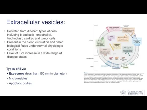 Types of Evs: Exosomes (less than 150 nm in diameter) Microvesicles Apoptotic