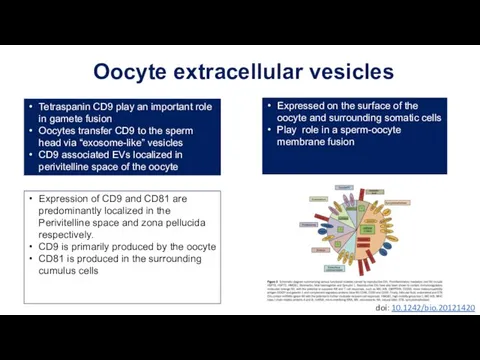 Oocyte extracellular vesicles Tetraspanin CD9 play an important role in gamete fusion