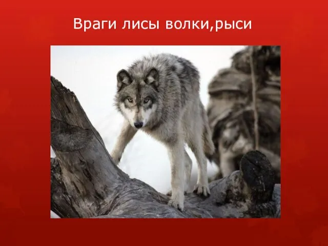 Враги лисы волки,рыси