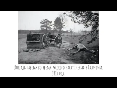 Лошадь павшая во время русского наступления в Галиции. 1914 год.